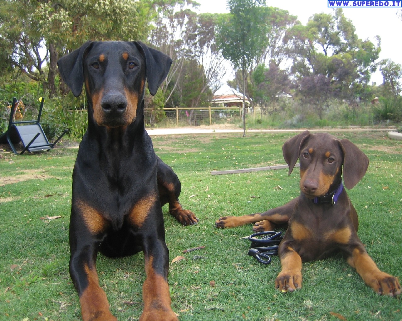 气质出众的杜宾与个性沉稳的罗威纳