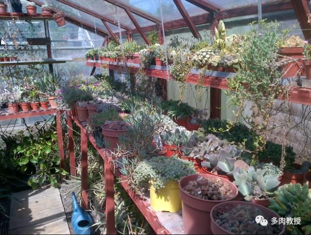 国外的多肉竟然是这个样子的,北京多肉大棚哪个大些好看