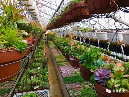 国外的多肉竟然是这个样子的,北京多肉大棚哪个大些好看
