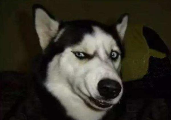 不听话怎么训狗狗它才听话,狗狗不听话就要好好打一顿