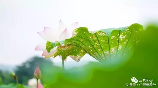 池上秋又来，荷花半成子，仁寿最美秋日荷塘