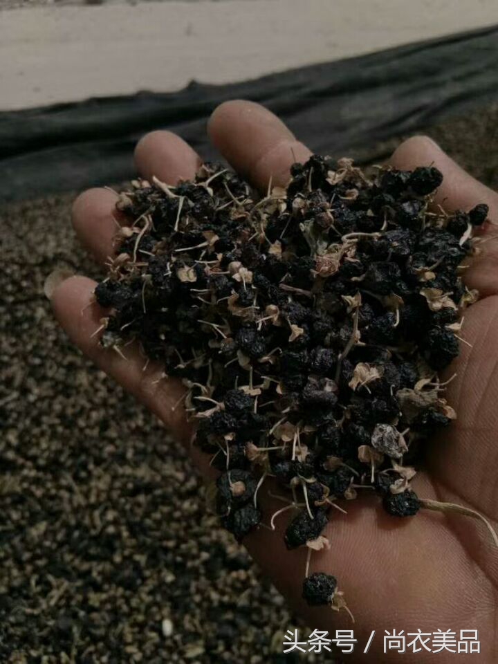 新疆黑枸杞新品种价格,新货新疆黑枸杞