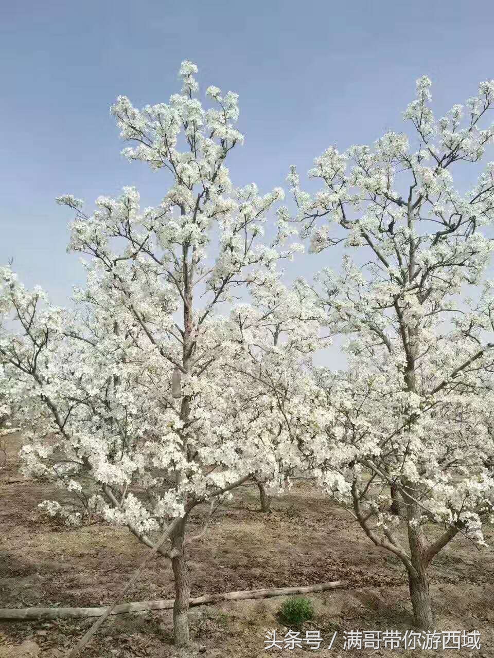 库尔勒香梨熟了！古尔邦节假期去库尔勒采香梨吧！只要4元每公斤