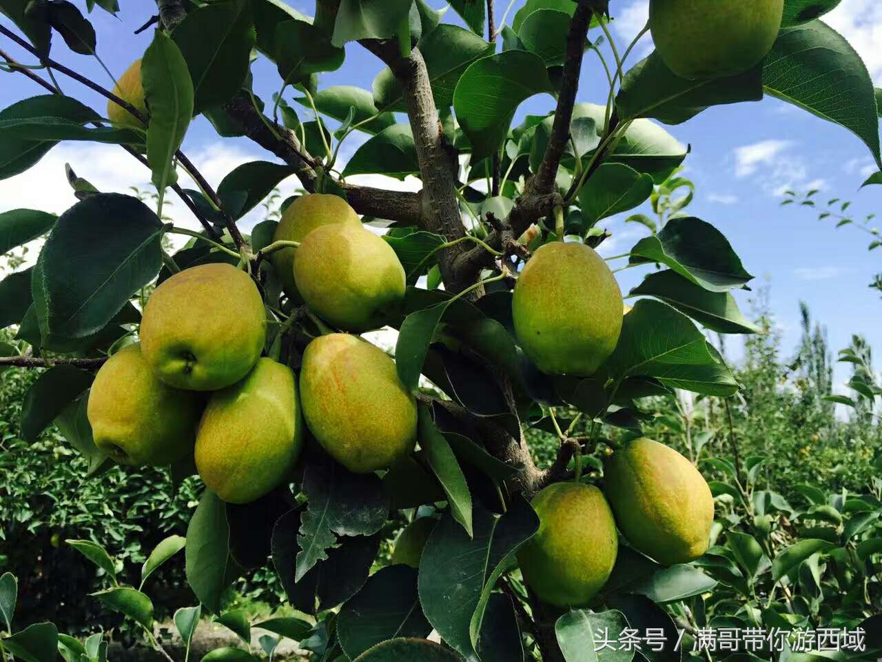 库尔勒香梨熟了！古尔邦节假期去库尔勒采香梨吧！只要4元每公斤