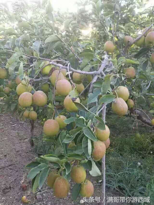 库尔勒香梨熟了！古尔邦节假期去库尔勒采香梨吧！只要4元每公斤