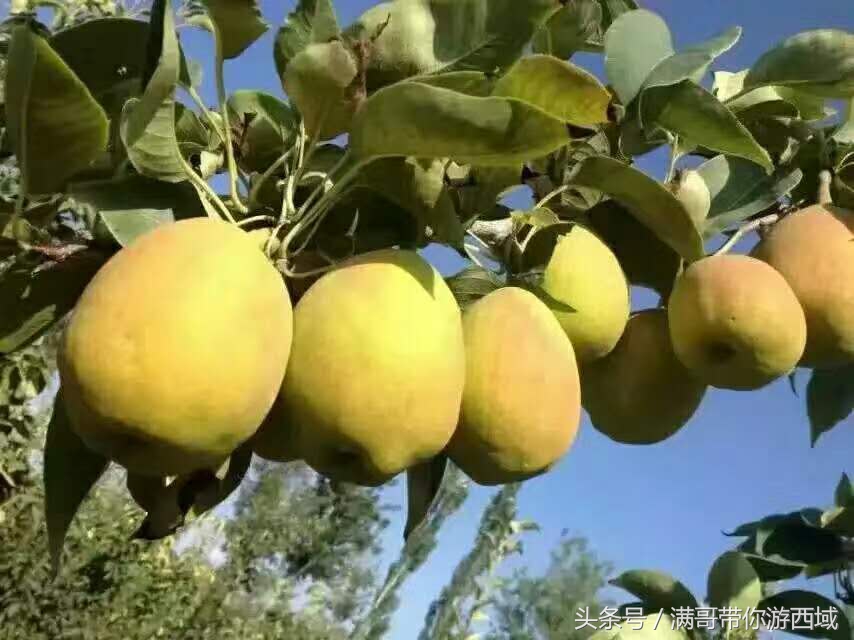 库尔勒香梨熟了！古尔邦节假期去库尔勒采香梨吧！只要4元每公斤