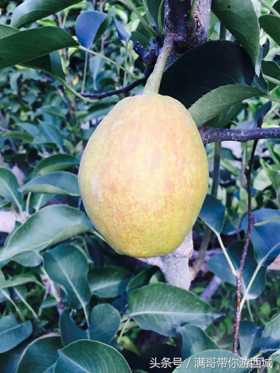 库尔勒香梨熟了！古尔邦节假期去库尔勒采香梨吧！只要4元每公斤