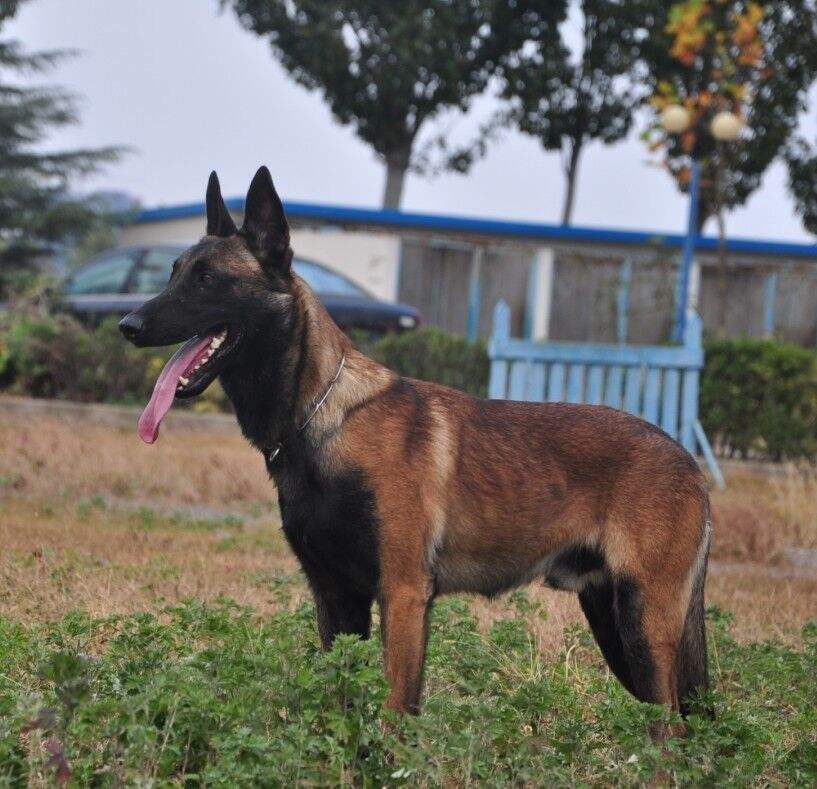 德牧马犬黑背狼青图片,狼青犬和德牧的区别图片
