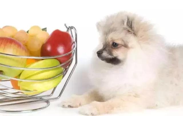 什么水果狗狗绝对不能吃,这几种水果千万不能给狗狗吃