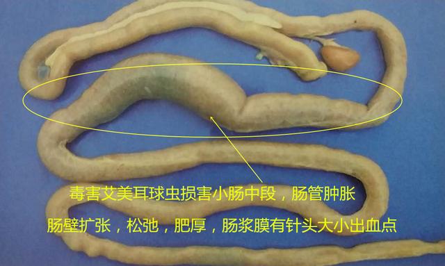 鸡球虫病的特点和治疗,鸡球虫病的发生原因及预防方法