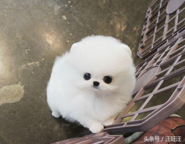 狗细小病毒好了用什么消毒,细小病毒是每只小狗必须经历的吗