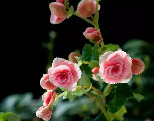 四季秋海棠什么时候剪枝,秋海棠为什么叶子皱