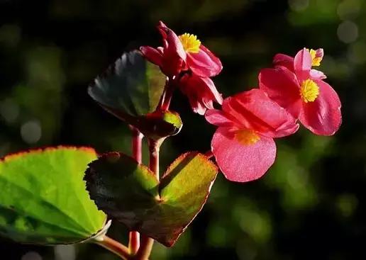 四季秋海棠什么时候剪枝,秋海棠为什么叶子皱