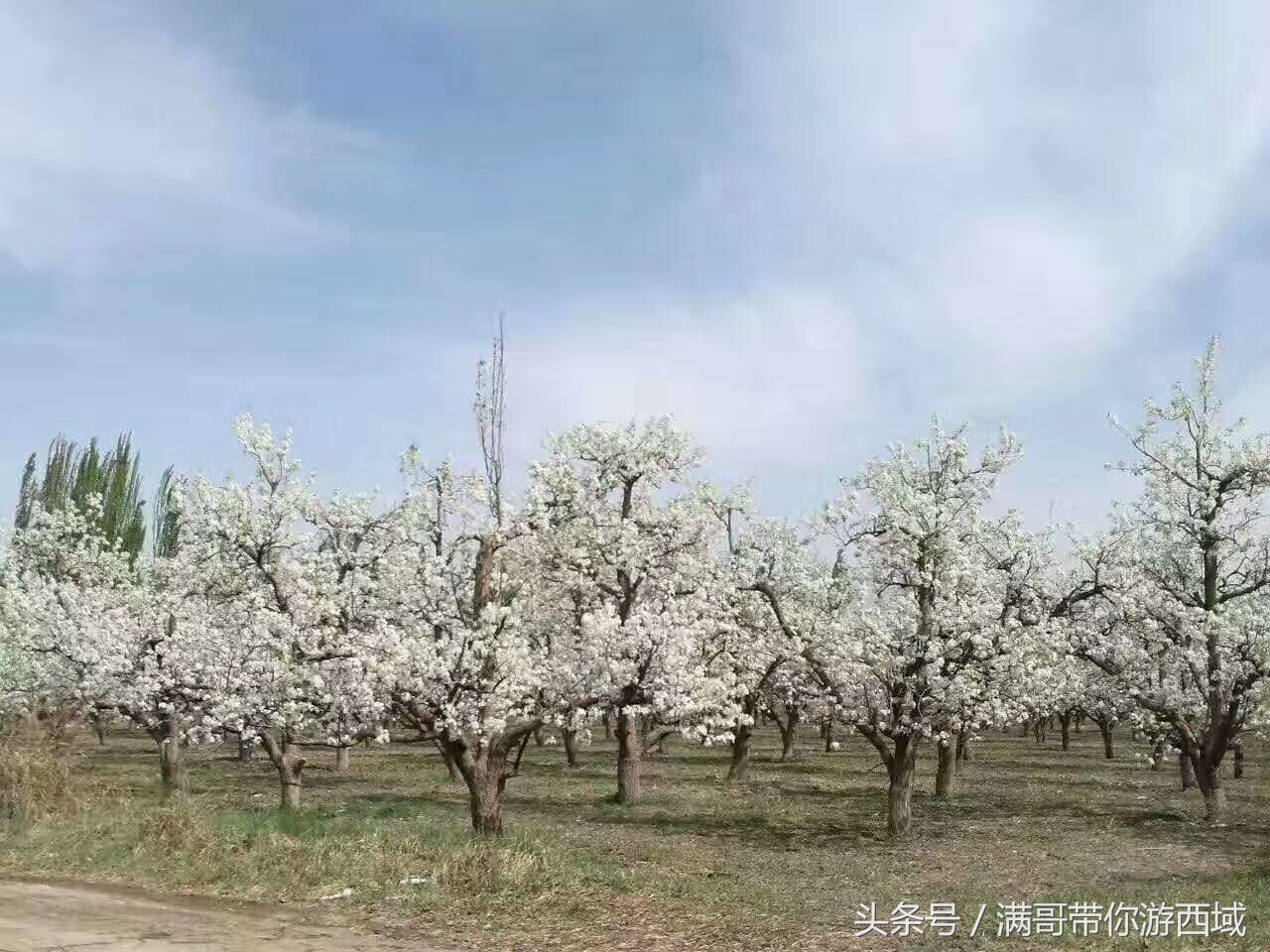 库尔勒香梨熟了！古尔邦节假期去库尔勒采香梨吧！只要4元每公斤