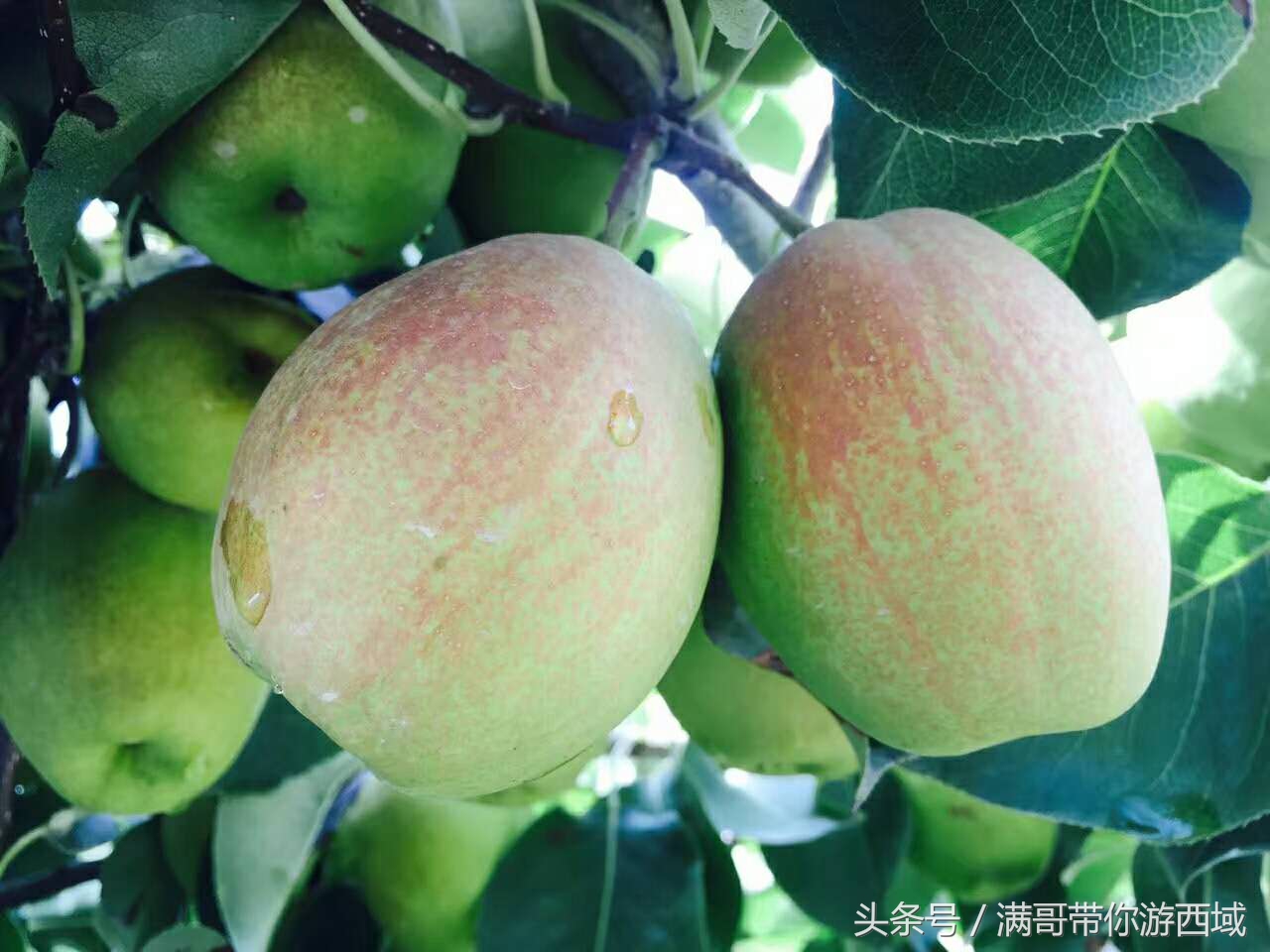 库尔勒香梨熟了！古尔邦节假期去库尔勒采香梨吧！只要4元每公斤