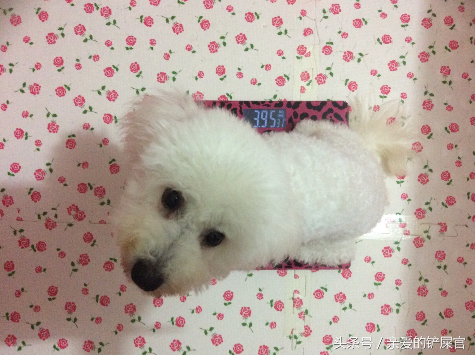 狗狗太胖了怎么办好,狗狗太胖会影响怀孕吗