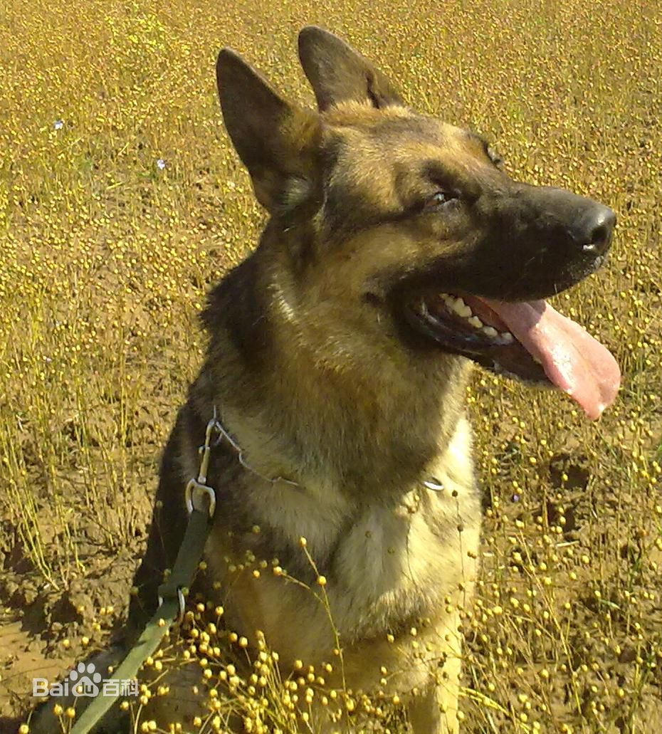 德牧马犬黑背狼青图片,狼青犬和德牧的区别图片