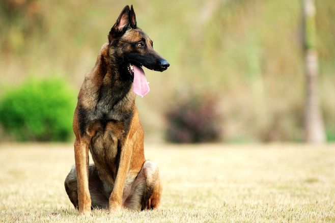 德牧马犬黑背狼青图片,狼青犬和德牧的区别图片