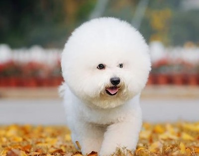 比熊日常护理,比熊狗毛护理