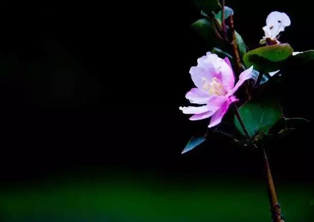 四季秋海棠什么时候剪枝,秋海棠为什么叶子皱