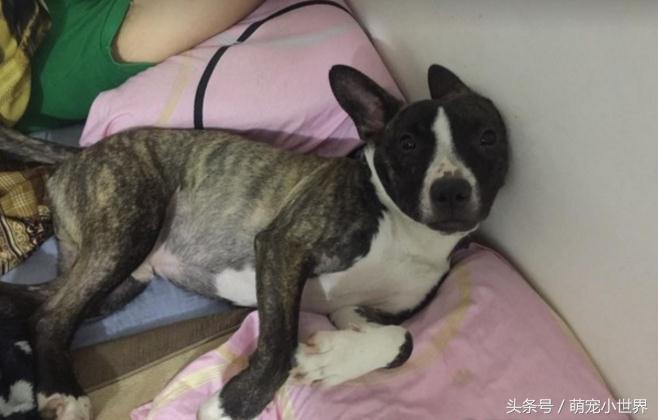 为了救助同伴小狗拼了命,为了追一个人脚受伤了