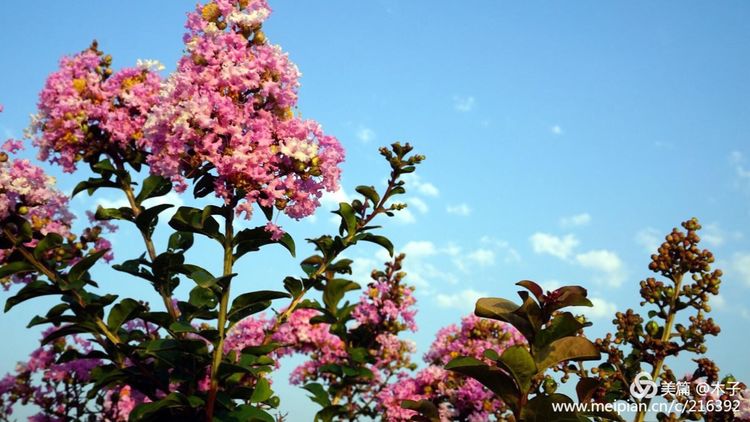一花一叶总关情，一辆单车游古城，美哉正定！