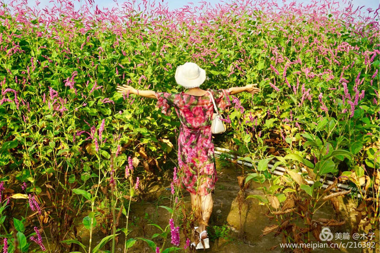 一花一叶总关情，一辆单车游古城，美哉正定！