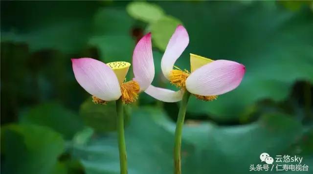 池上秋又来，荷花半成子，仁寿最美秋日荷塘