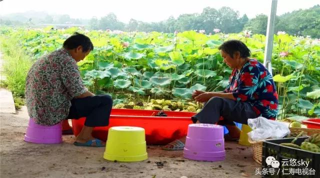 池上秋又来，荷花半成子，仁寿最美秋日荷塘