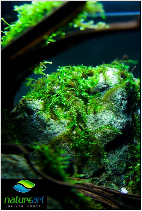 ada水草1.5米缸造景教程,oliverknott是什么