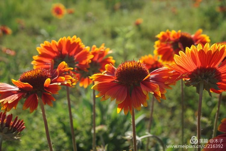一花一叶总关情，一辆单车游古城，美哉正定！