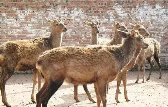 南岸区适合游玩的乡村,南岸乡村旅游