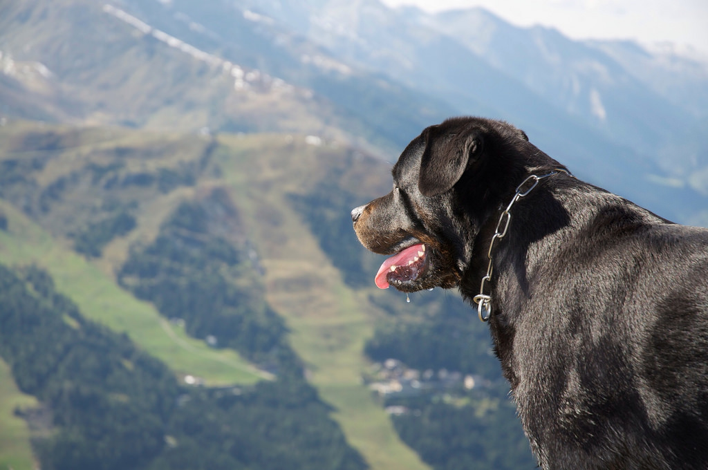 气质出众的杜宾与个性沉稳的罗威纳