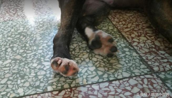 为了救助同伴小狗拼了命,为了追一个人脚受伤了