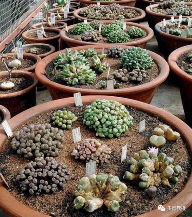 国外的多肉竟然是这个样子的,北京多肉大棚哪个大些好看