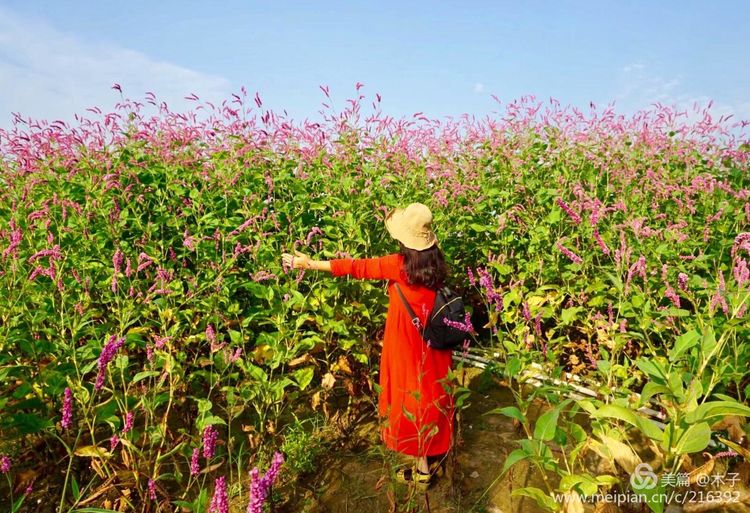 一花一叶总关情，一辆单车游古城，美哉正定！