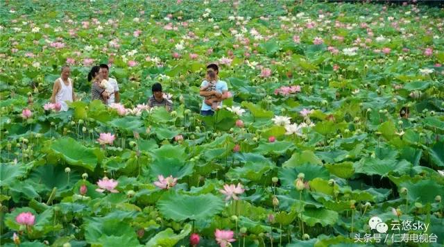 池上秋又来，荷花半成子，仁寿最美秋日荷塘