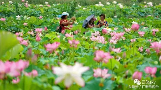 池上秋又来，荷花半成子，仁寿最美秋日荷塘