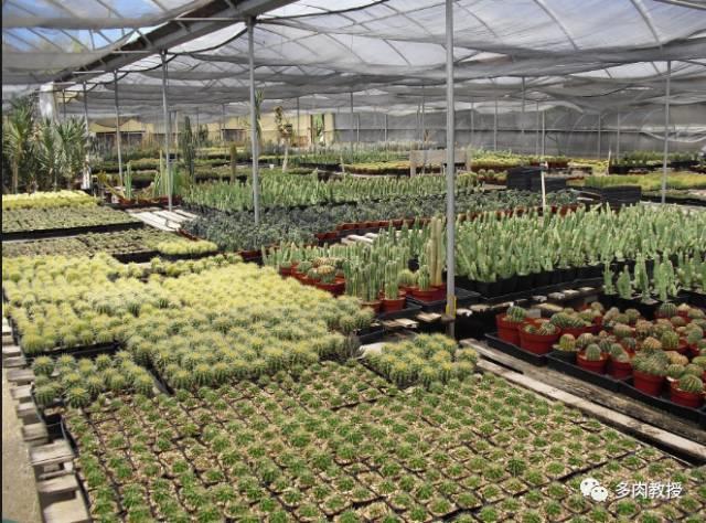 国外的多肉竟然是这个样子的,北京多肉大棚哪个大些好看