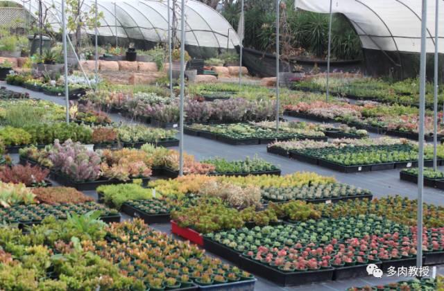国外的多肉竟然是这个样子的,北京多肉大棚哪个大些好看