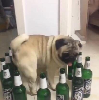 狗狗被啤酒瓶围住，开始犯傻了，真是懵了！