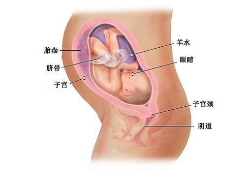 孕30周胎宝宝的真实样子,怀孕18周的胎儿图