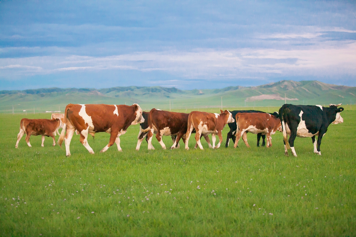 去内蒙古必须要知道什么知识,为什么那么多人去内蒙