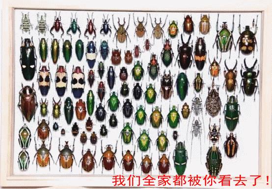 哎哟不错哦！杭州当下展览大集合，卖萌惊艳统统有！