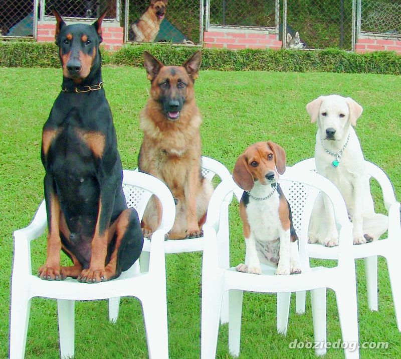 气质出众的杜宾与个性沉稳的罗威纳