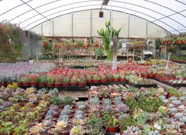 国外的多肉竟然是这个样子的,北京多肉大棚哪个大些好看
