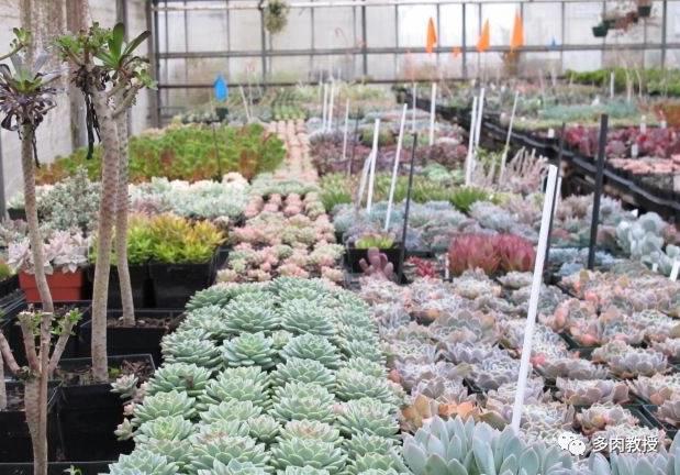 国外的多肉竟然是这个样子的,北京多肉大棚哪个大些好看