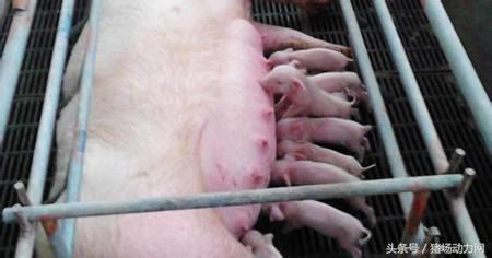 母猪咬仔的最快方法,母猪咬仔一般是几天就不会咬了