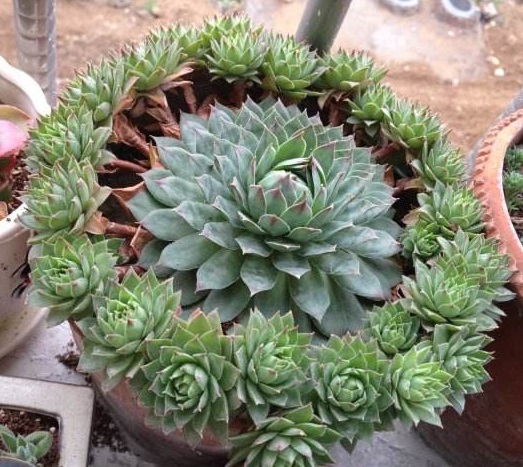 养多肉观音莲关注事项,养观音菩萨关注事项