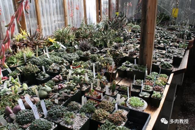 国外的多肉竟然是这个样子的,北京多肉大棚哪个大些好看